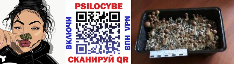 Псилоцибиновые грибы Psilocybe  сколько стоит  blacksprut сайт  мориарти телеграм  Комсомольск-на-Амуре 